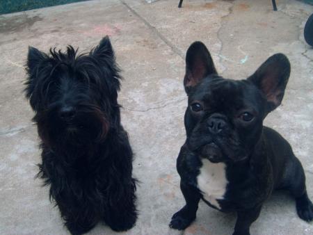mes 2 chiens!!!!