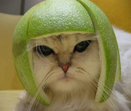 chat